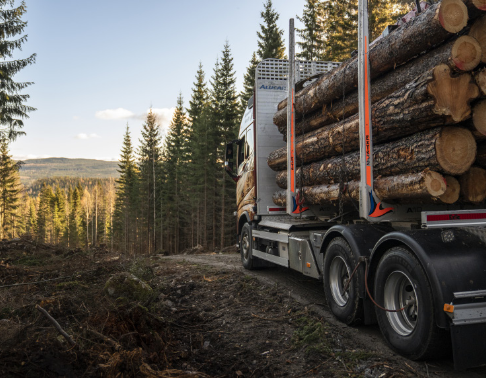 Origin of our wood 11